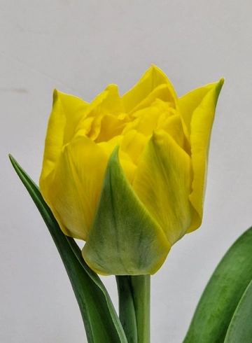 Тюльпан пионовидный «Верона» от интернет-магазина цветов в 