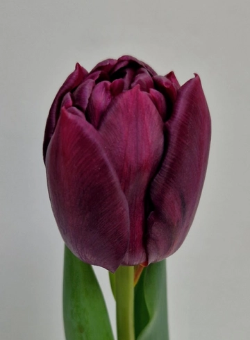 Тюльпан пионовидный «Элисон Брэдли» от интернет-магазина цветов в 