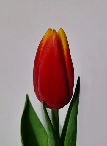 Тюлпан "Триумф» от интернет-магазина цветов в 