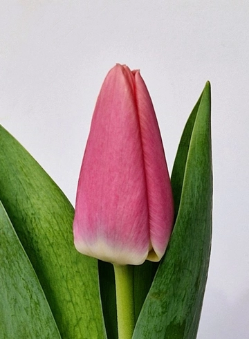 Тюльпан розовый «Милкшейк» от интернет-магазина цветов в 