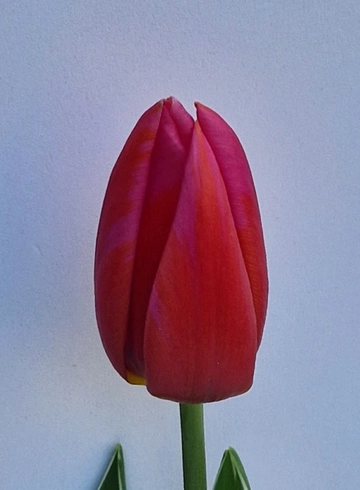 Тюльпан Афродита от интернет-магазина цветов в 