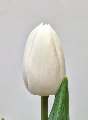 Тюльпан белый «Вайт Мастер» от интернет-магазина цветов в 