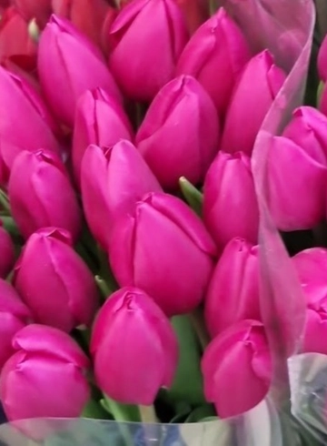 Тюльпан PURPLE PRINCE (Пёрпл Принц) от интернет-магазина цветов в 