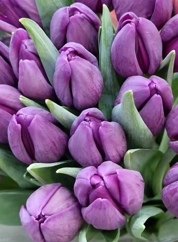 Тюльпан Перпл Валли (Purple Valley)  от интернет-магазина цветов в 