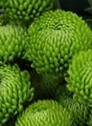 хризантема Deligreen от интернет-магазина цветов в 