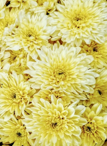 хризантема Branfountain Lemon от интернет-магазина цветов в 