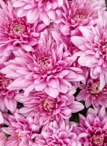 Хризантема Dreamstar Ares от интернет-магазина цветов в 