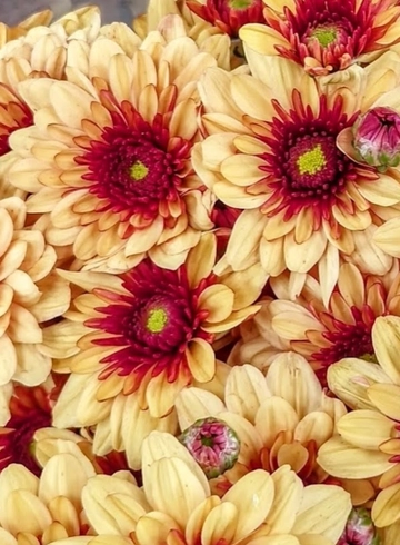 Хризантема Sanbeam Bronze от интернет-магазина цветов в 