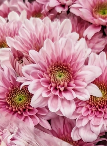 Хризантема Baltica Pink от интернет-магазина цветов в 