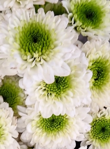 Хризантема Radost от интернет-магазина цветов в 