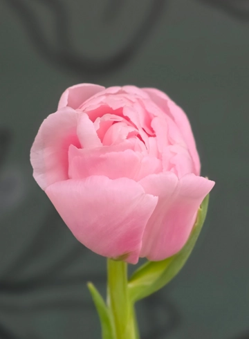 Тюльпан пионовидный &laquo;Дример&raquo; (Dreamer) ... от интернет-магазина цветов в 