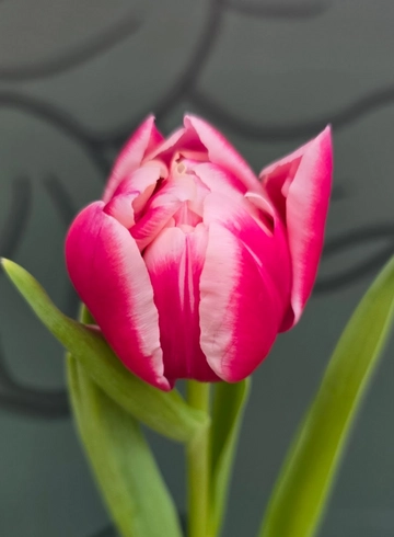 Тюльпан пионовидный &laquo;Колумбус&raquo; (Columbus) от интернет-магазина цветов в 