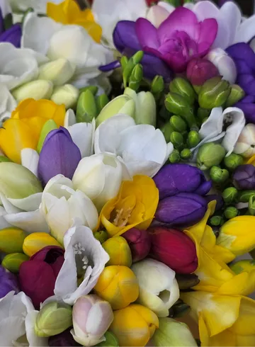 Фрезия микс А от интернет-магазина цветов в 