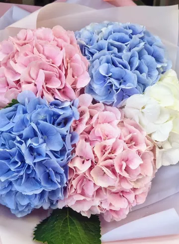 Букет из 5 гортезий &laquo;Camri&raquo; от интернет-магазина цветов в 