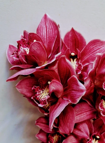 Орхидея "Cymbidium" (Цимбидиум) красная от интернет-магазина цветов в 