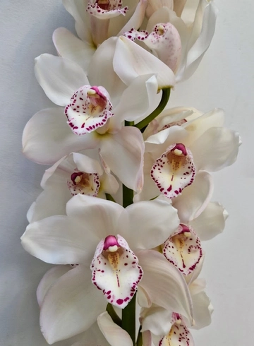 Орхидея "Cymbidium" (Цимбидиум) белая от интернет-магазина цветов в 