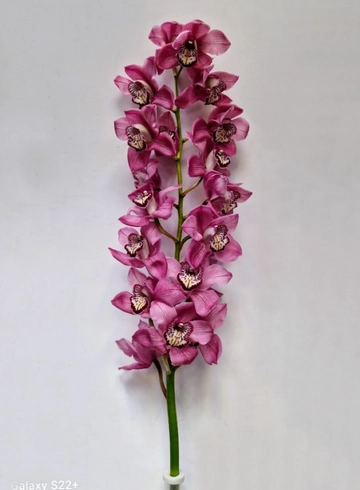 Орхидея "Cymbidium" (Цимбидиум) темно - розовая от интернет-магазина цветов в 