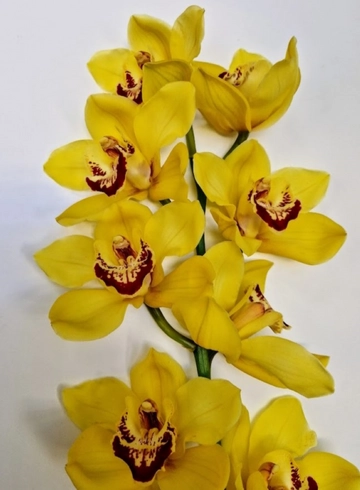 Орхидея "Cymbidium" (Цимбидиум) желтая от интернет-магазина цветов в 