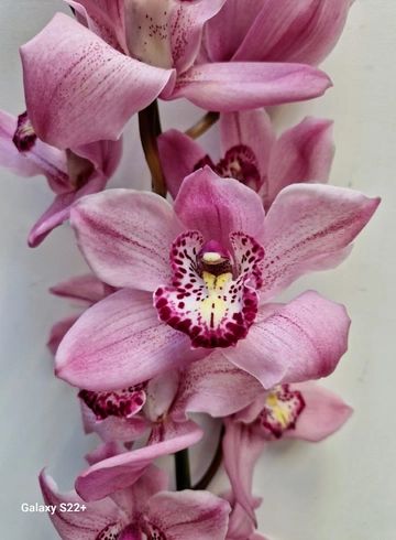 Орхидея "Cymbidium" (Цимбидиум) розовая от интернет-магазина цветов в 