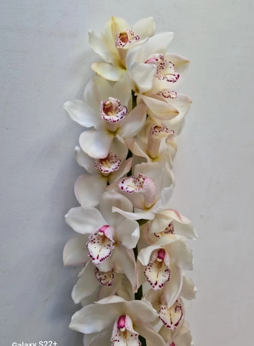 Орхидея "Цимбидиум" (Cymbidium) белая от интернет-магазина цветов в 