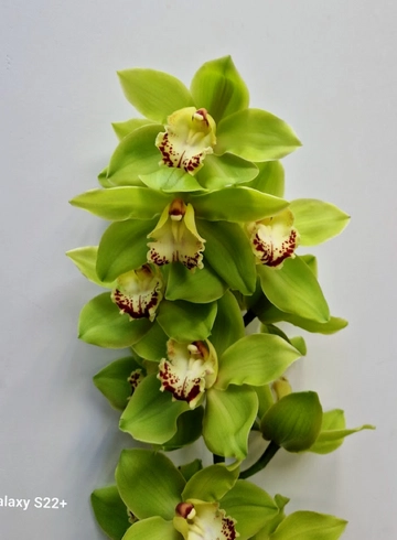 Орхидея "Cymbidium" (Цимбидиум) зеленая от интернет-магазина цветов в 
