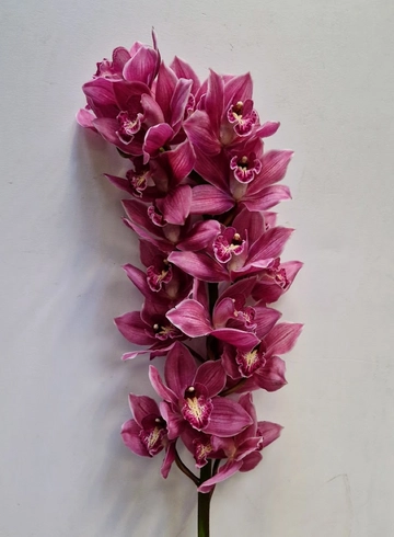 Орхидея "Cymbidium" (Цимбидиум) бордовая от интернет-магазина цветов в 