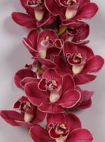 Орхидея "Cymbidium" (Цимбидиум) бордо от интернет-магазина цветов в 