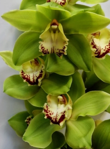Орхидея "Цимбидиум" (Cymbidium) зелёная от интернет-магазина цветов в 