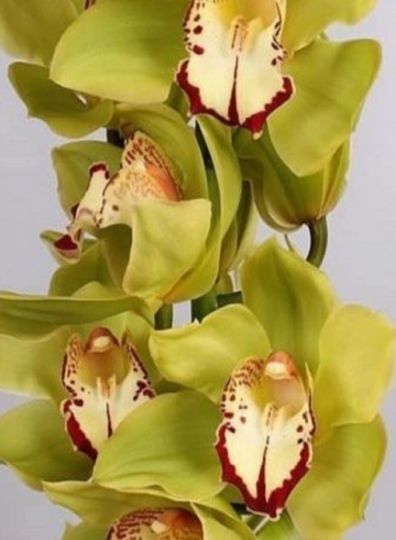 Орхидея "Cymbidium" (Цимбидиум)  светло-зеленая от интернет-магазина цветов в 
