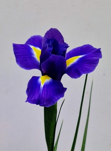 Ирисы от интернет-магазина цветов в 