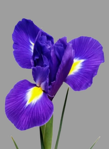 Ирис (Iris) «Blue Magic» от интернет-магазина цветов в 