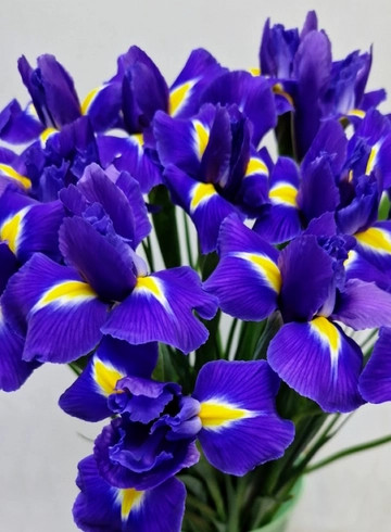 Ирис фиолетовый от интернет-магазина цветов в 