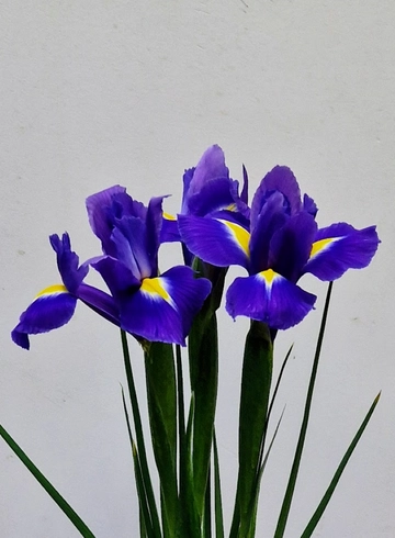 Ирис крупный от интернет-магазина цветов в 