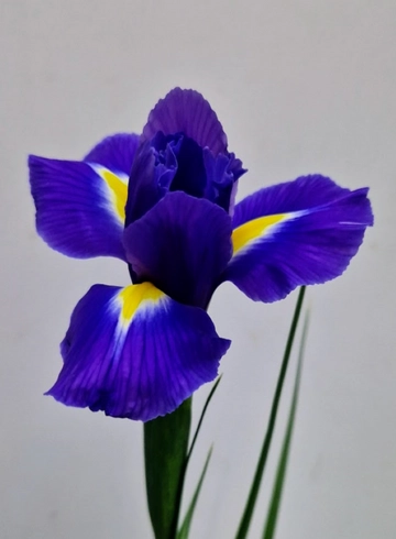 Ирис тёмно - синий от интернет-магазина цветов в 
