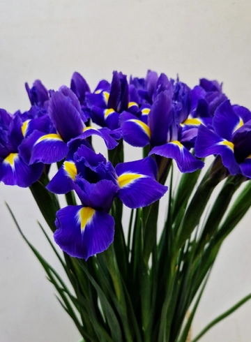 Ирис «Вальс» от интернет-магазина цветов в 