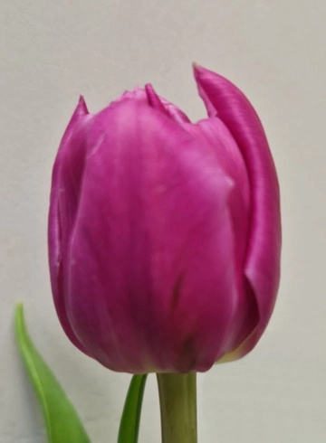 Тюльпан розовый пионовидный Даббл Принц от интернет-магазина цветов в 