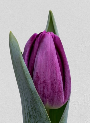 Тюльпан фиолетовый «Purple Lady» от интернет-магазина цветов в 