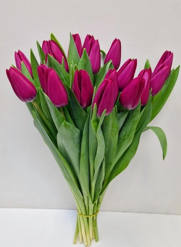 Букет с тюльпанами &laquo;Пинк Джамбо&raquo; от интернет-магазина цветов в 