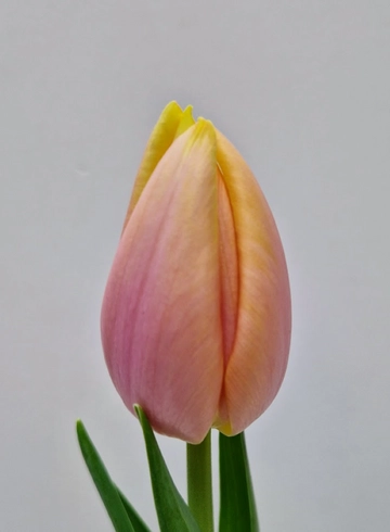 Тюльпан кремовый Бут от интернет-магазина цветов в 