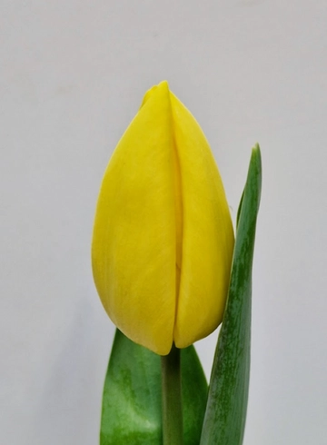 Тюльпан «Avocado»  (Авокадо) от интернет-магазина цветов в 