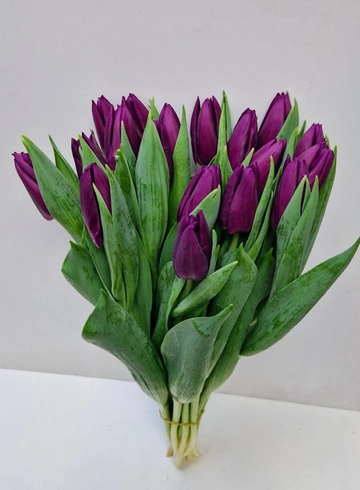 Букет из фиолетового тюльпана &laquo;Purple flag&raquo; от интернет-магазина цветов в 
