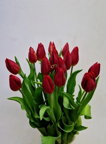 Букет из красных тюльпанов &laquo;Strong Love&raquo; от интернет-магазина цветов в 