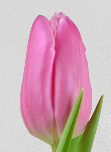 Тюльпан «Jumbo Pink» от интернет-магазина цветов в 