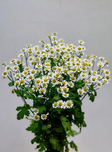 Ромашка"'Танацетум' (Матрикария) от интернет-магазина цветов в 