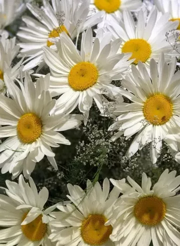 Ромашка декоративная от интернет-магазина цветов в 