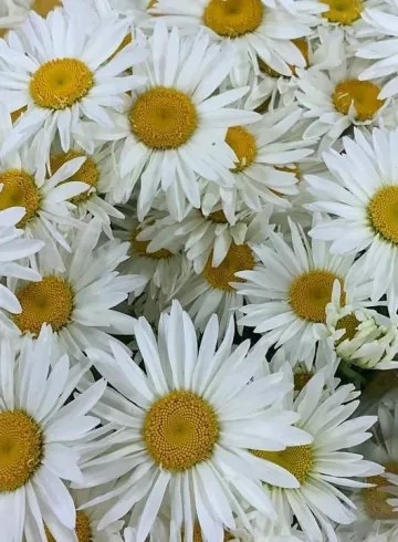 Ромашка «Рижская» от интернет-магазина цветов в 