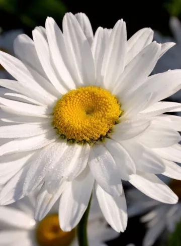 Ромашка «Пиретрум» от интернет-магазина цветов в 