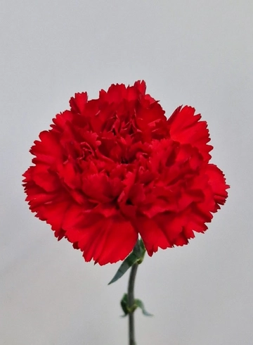 Гвоздика красная «Casanova» от интернет-магазина цветов в 