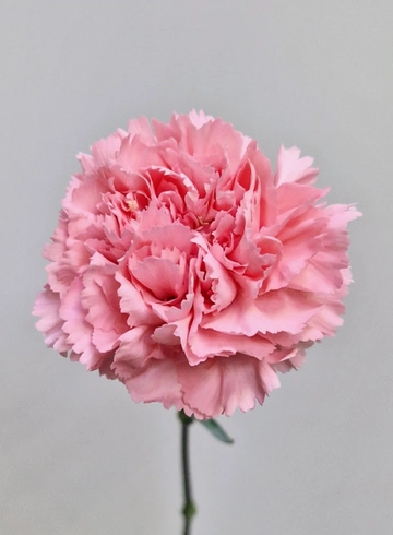 Гвоздика розовая «Corvette» от интернет-магазина цветов в 