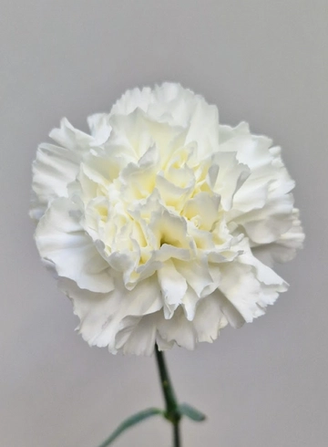 Гвоздика белая «Moon Lihgt» от интернет-магазина цветов в 